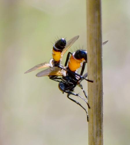 Cylindromyia auriceps